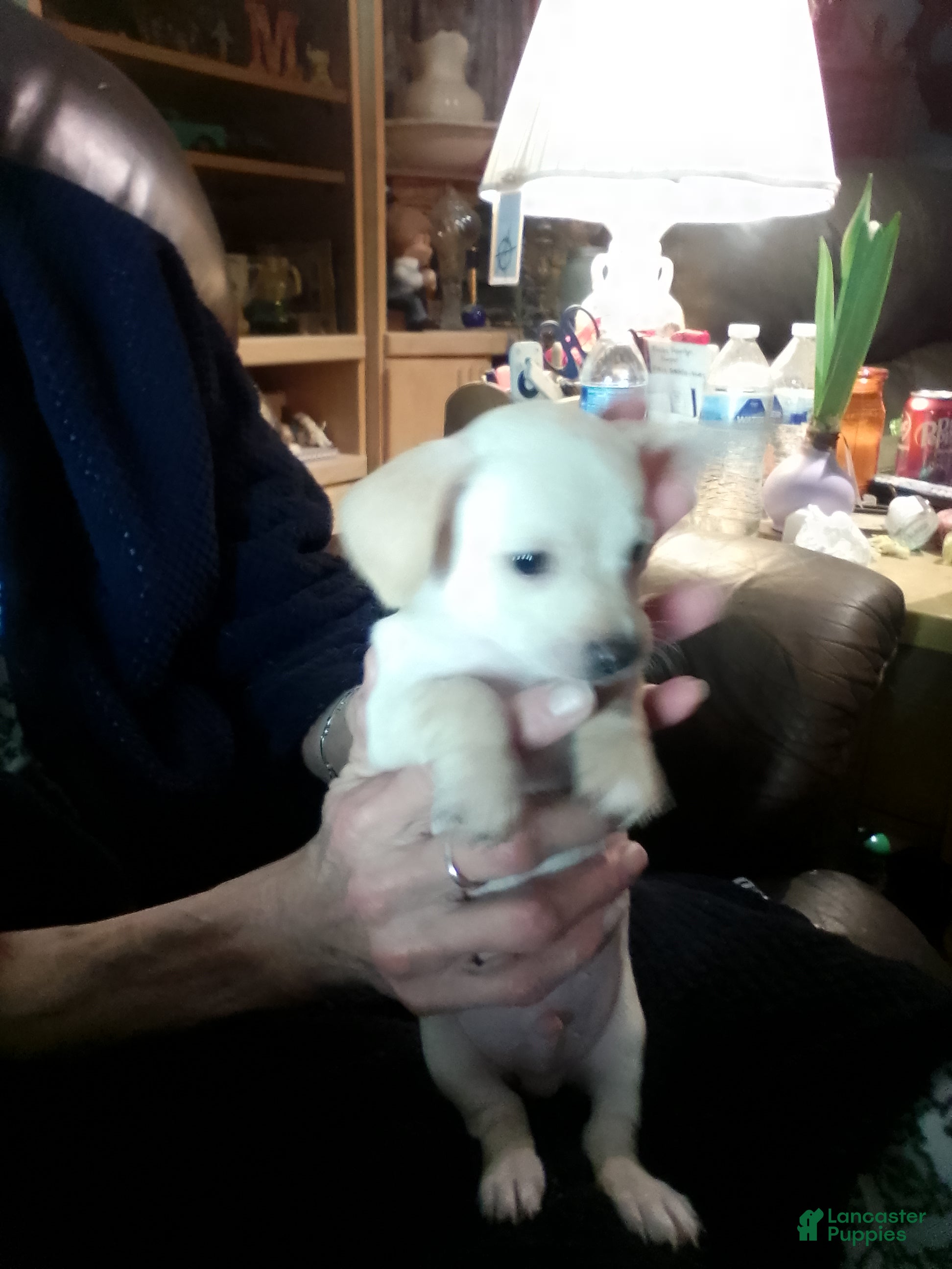 Chiweenie dogs Chiweenie Puppy 1 - Ad 2