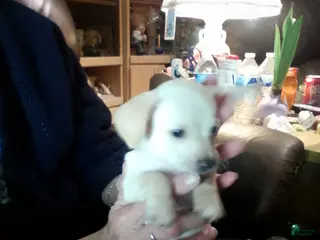 Chiweenie dogs Chiweenie Puppy 1 - Ad 2