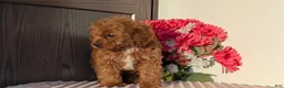 Cavapoo dogs for sale: Turbo  - Ad 4