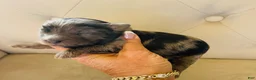 Bernedoodle dogs for sale: Zeus ❤️ blue merle micro mini bernedoodle  - Ad 3