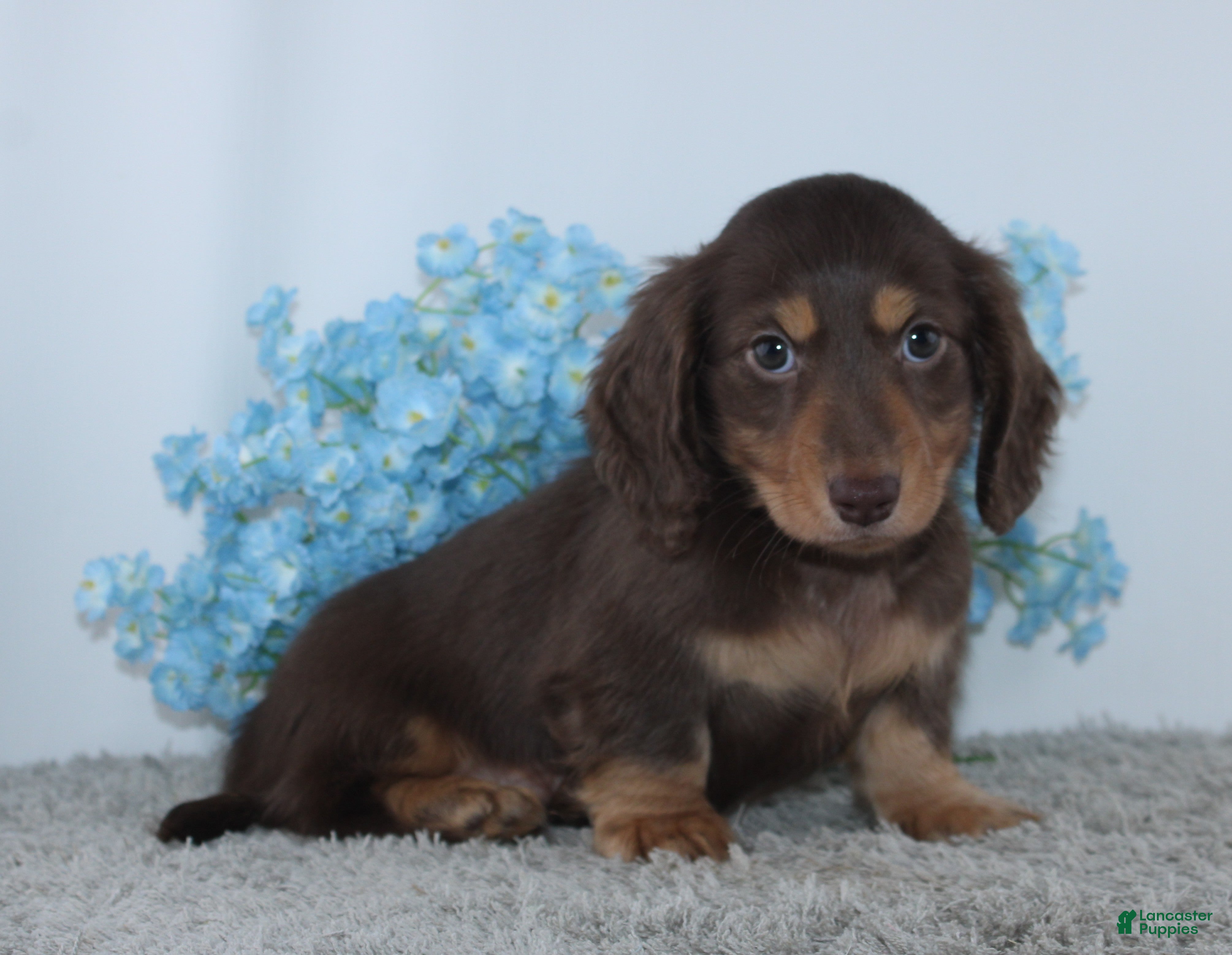 Miniature Dachshund dogs Jasper - Ad 2