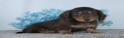 Miniature Dachshund dogs for sale: Jasper - Ad 2