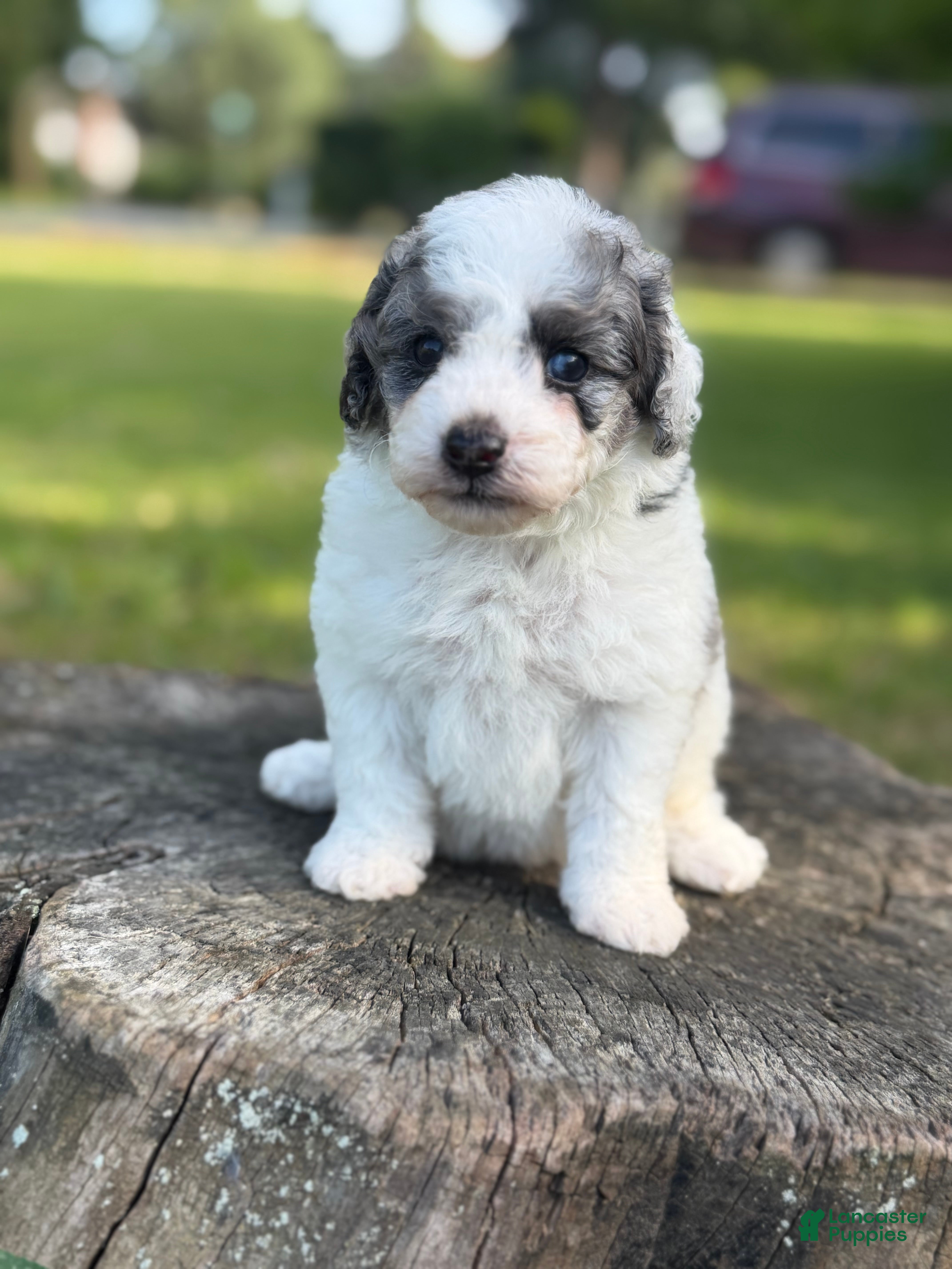 Toy Poodle dogs Banner - Ad 2