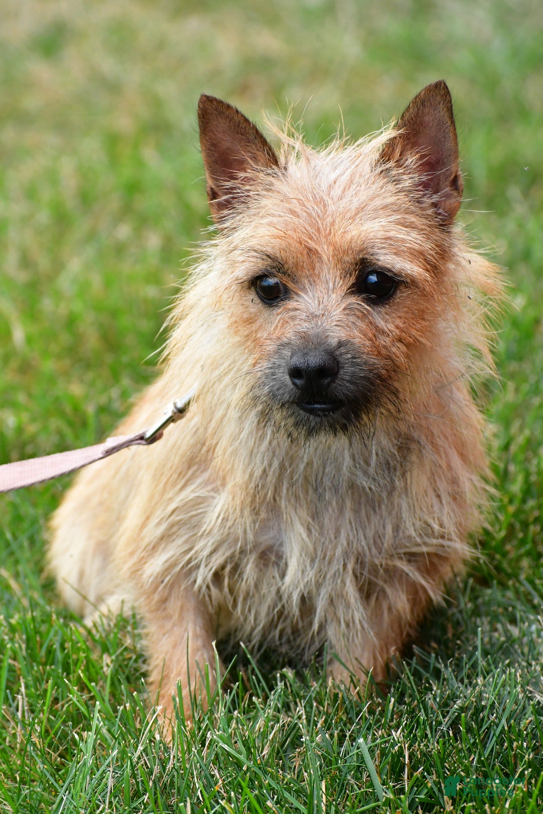 Cairn Terrier dogs for sale: Gabby - Ad 10