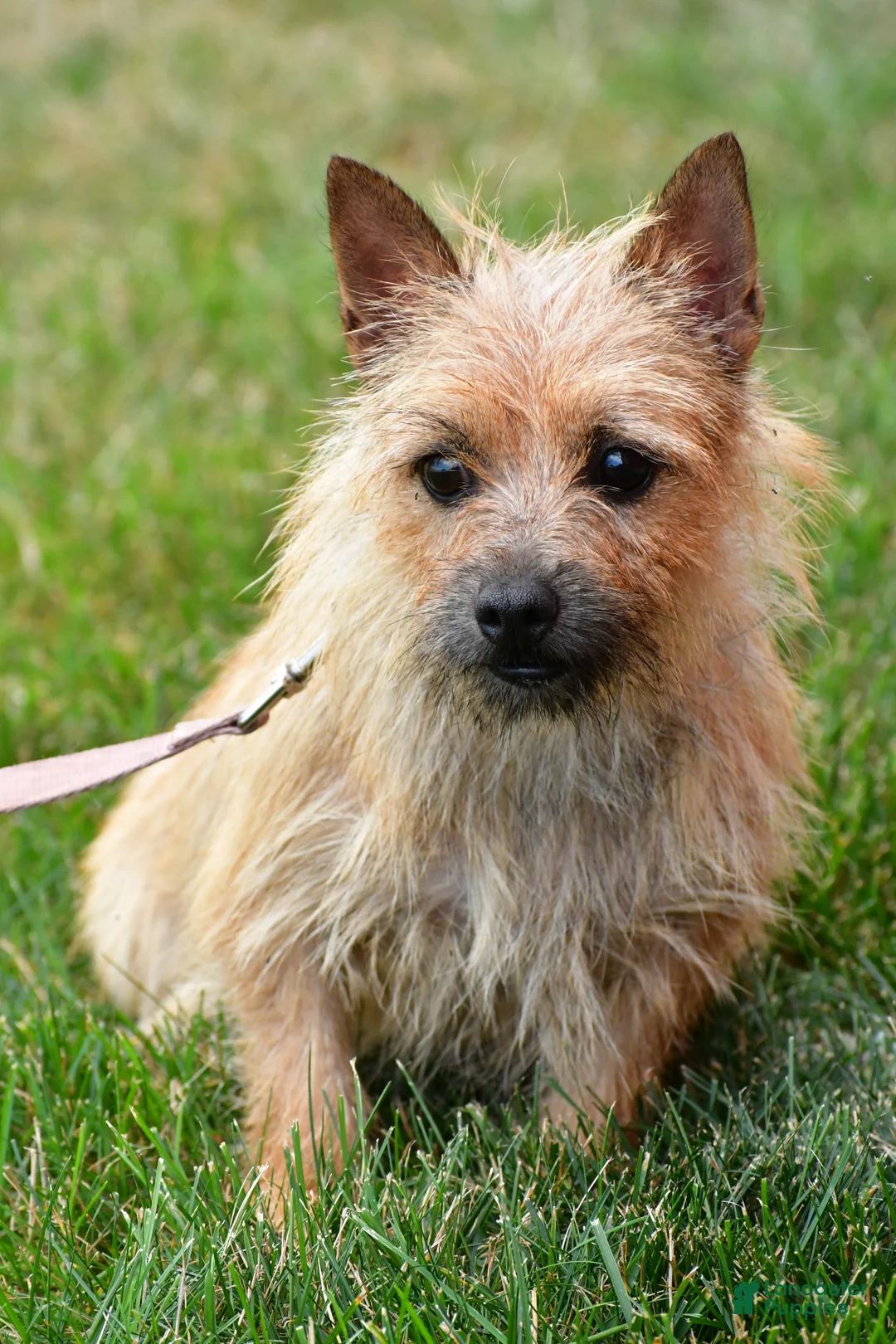 Cairn Terrier dogs for sale: Gabby - Ad 10