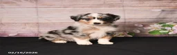 Miniature Australian Shepherd dogs for sale: Trip - Ad 1
