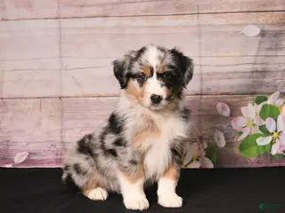 Miniature Australian Shepherd dogs for sale: Trip - Ad 1