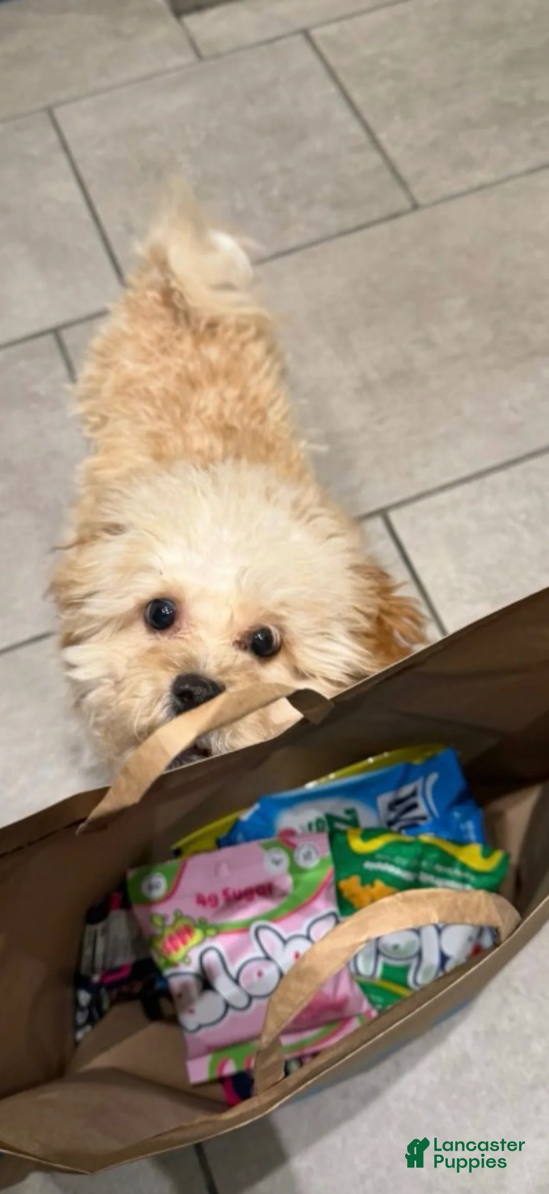 Toy Poodle dogs for sale: Toy Poodle 1 - Ad 2