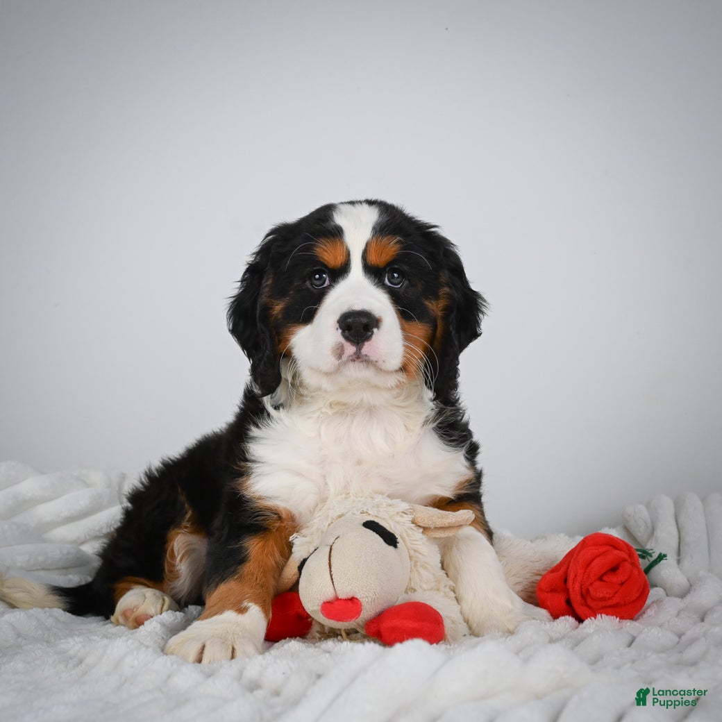 Miniature Bernese Mountain Dog dogs Max - Ad 1