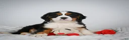 Miniature Bernese Mountain Dog dogs for sale: Max - Ad 1