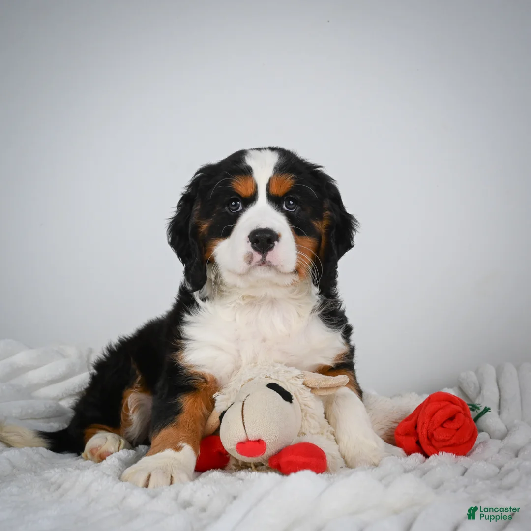 Miniature Bernese Mountain Dog dogs for sale: Max - Ad 1