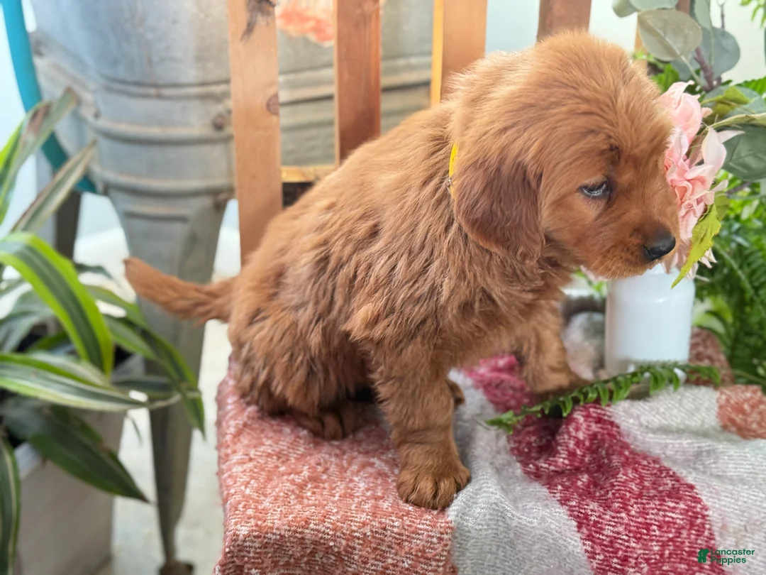 Golden Retriever dogs for sale: Redd - Ad 6