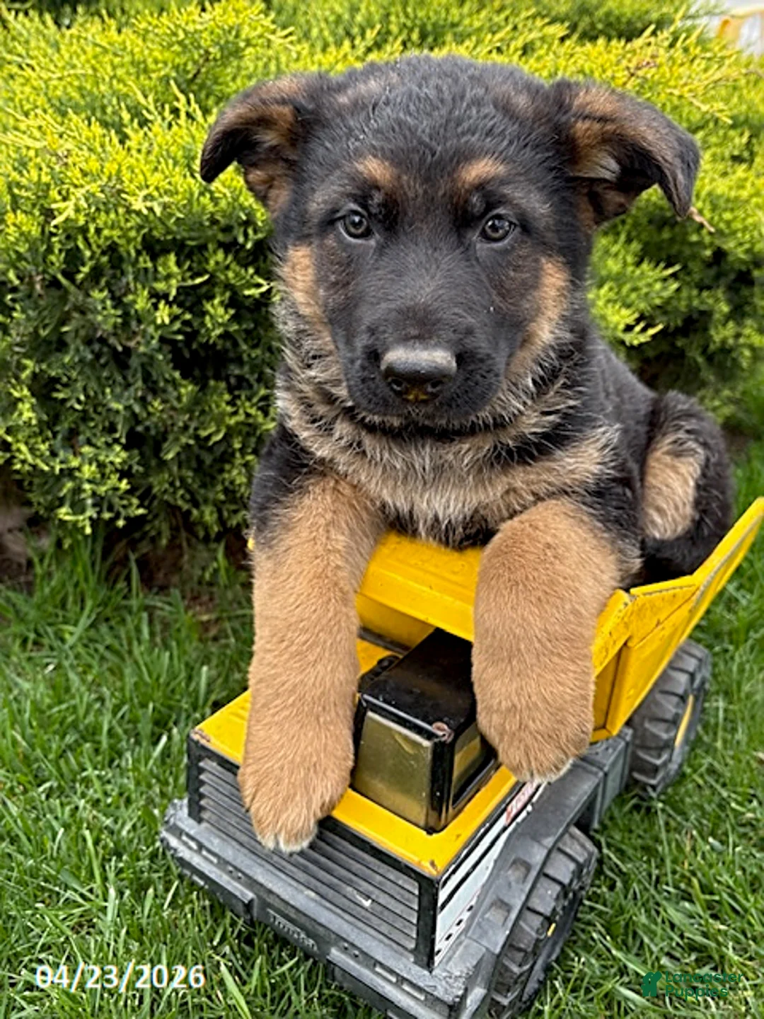 German Shepherd dogs for sale: Samson - Ad 1