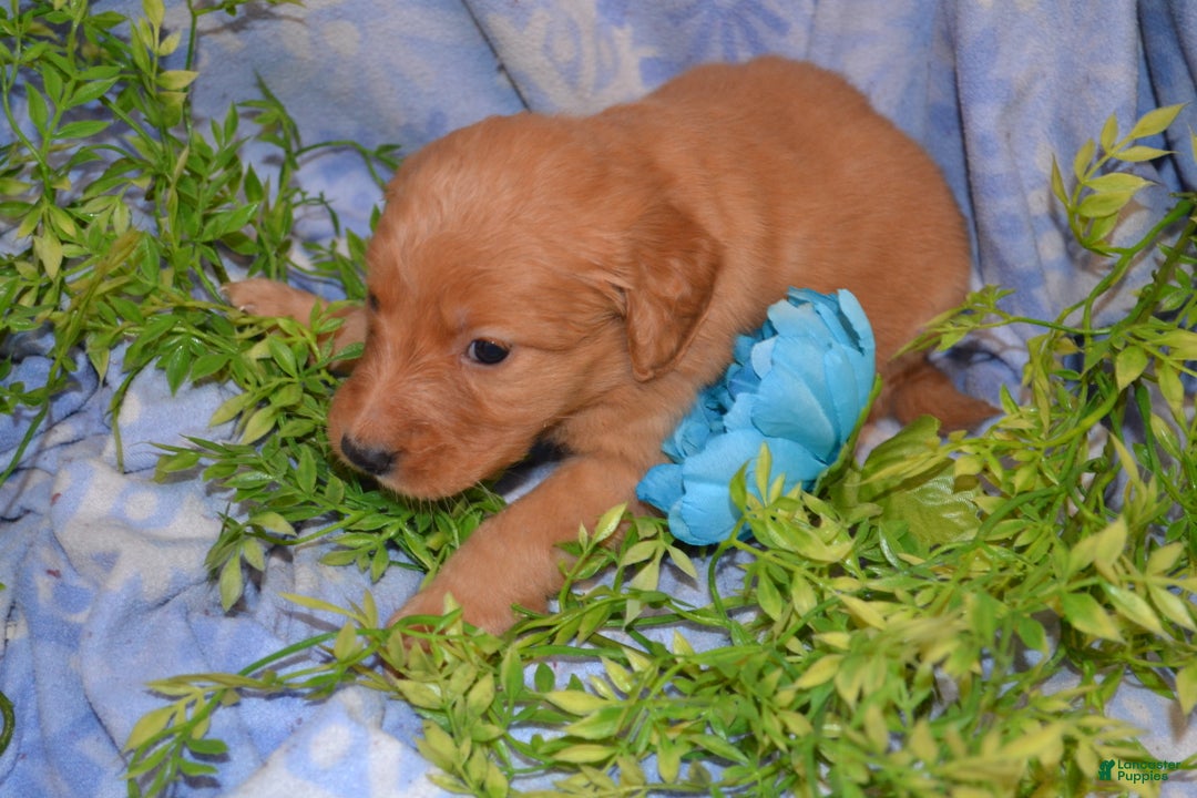 Golden Retriever dogs for sale: Astelle - Ad 1