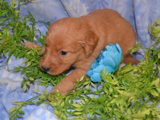 Golden Retriever dogs Astelle - Ad 17