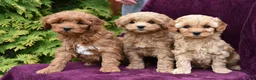 Cockapoo dogs for sale: Bonnie - Ad 3