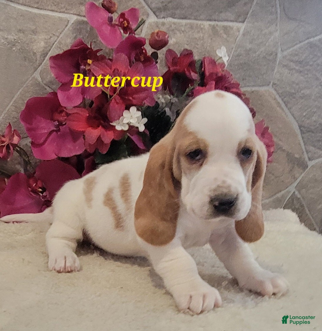 Basset Hound dogs Buttercup - Ad 8