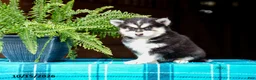 Pomsky dogs for sale: Richard - Ad 5