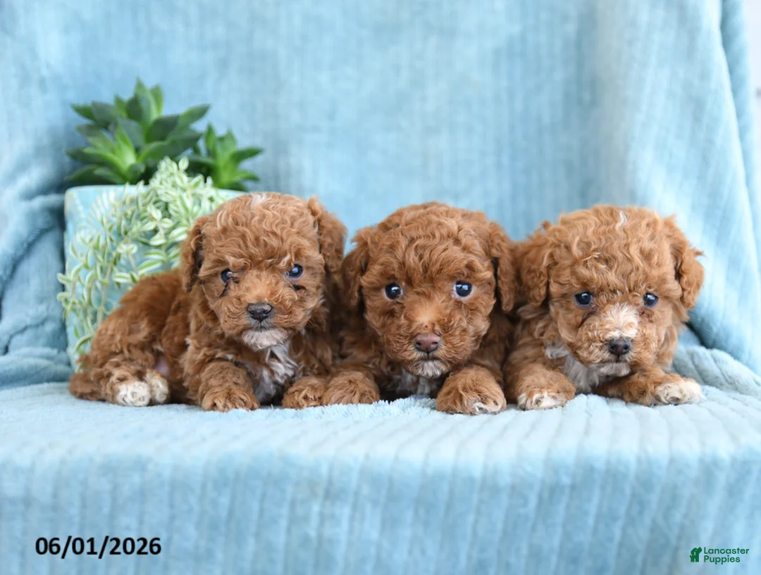 Toy Poodle dogs for sale: Rita - Ad 5