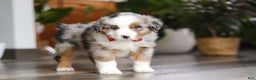 Miniature Australian Shepherd dogs for sale: Ghirardelli - Ad 4