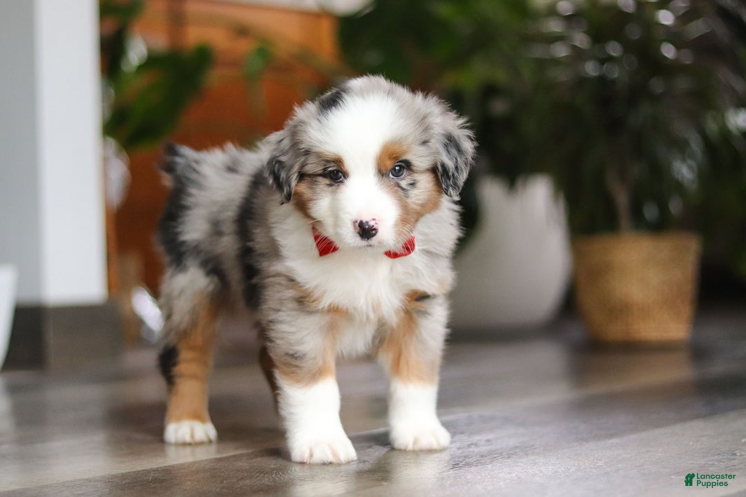 Miniature Australian Shepherd dogs for sale: Ghirardelli - Ad 4