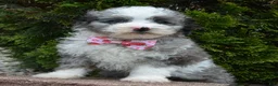 Miniature Poodle dogs for sale: Mini Paisley - Ad 10