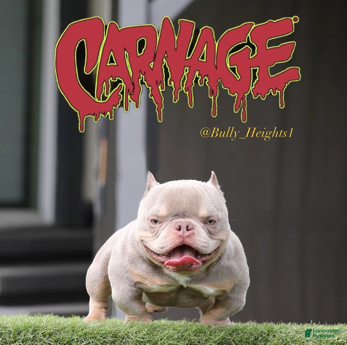 American Bully dogs Carnage - Ad 19