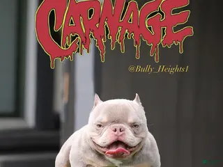 American Bully dogs Carnage - Ad 19