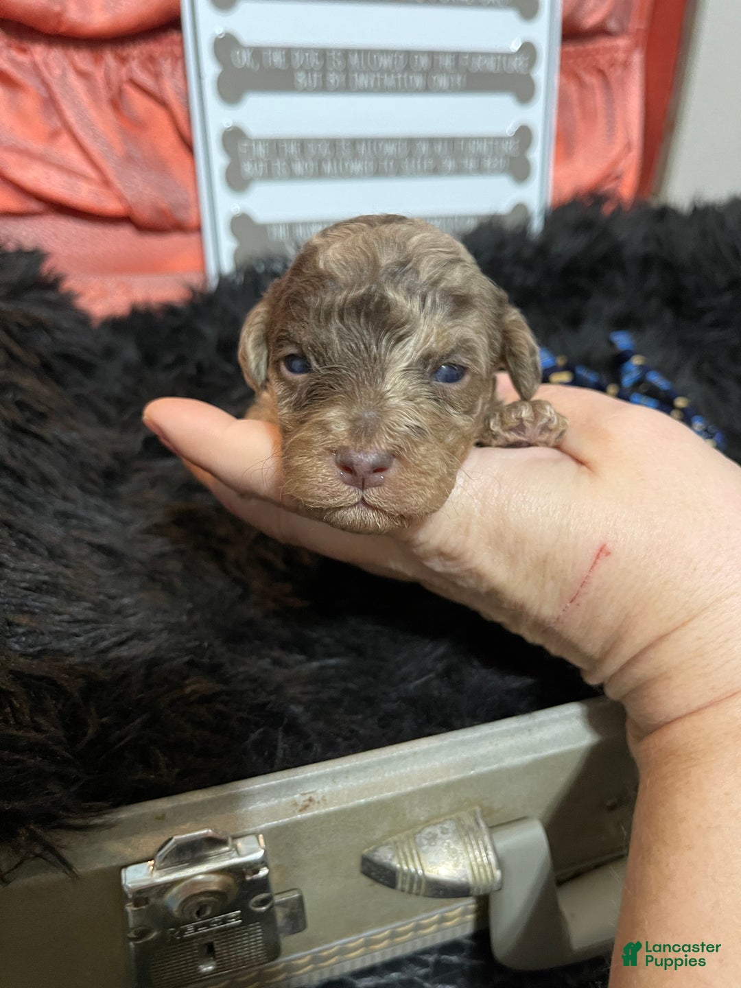 Miniature Poodle dogs for sale: Miniature Poodle Puppy 1 - Ad 22