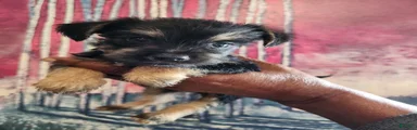 Mixed Breed 2