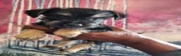 Mixed Breed dogs for sale: Mixed Breed 2 - Ad 1