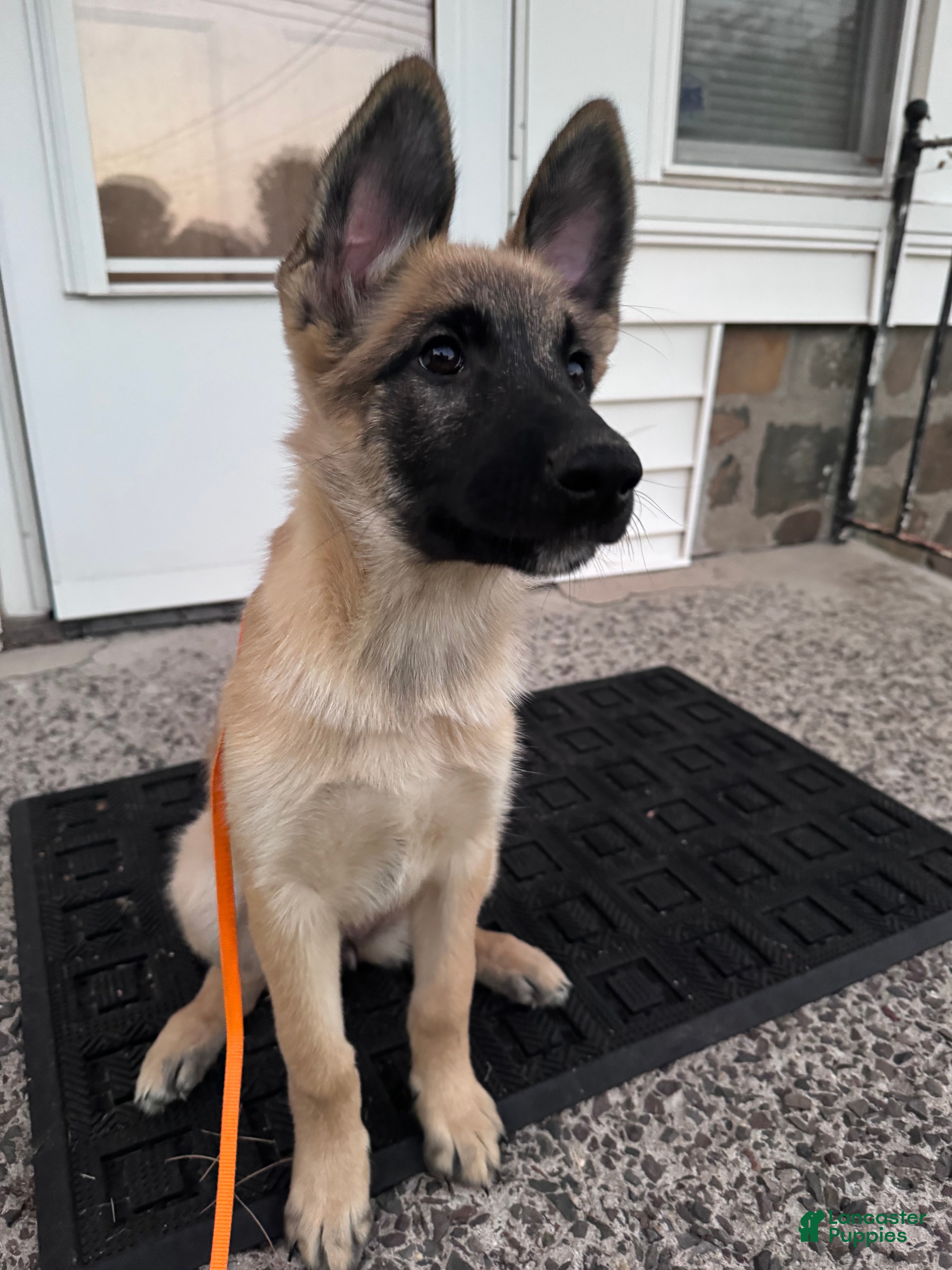 Mixed Breed dogs for sale: Fluffy - Ad 2