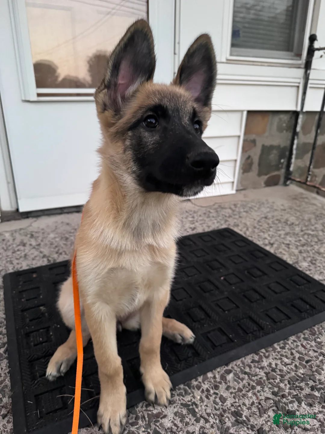 Mixed Breed dogs for sale: Fluffy - Ad 1