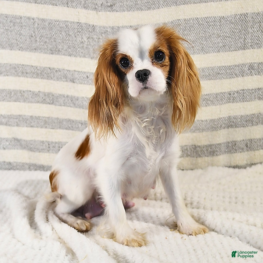 Mixed Breed dogs for sale: Terry - Ad 6