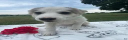 Pomsky dogs for sale: Dustin - Ad 2