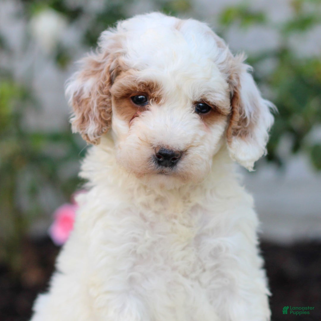 Mini Goldendoodle dogs for sale: Heather  - Ad 3