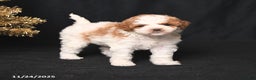 Toy Poodle dogs for sale: Diamond - Ad 1