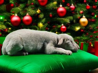 Doberman Pinscher dogs Genesis - Ad 17