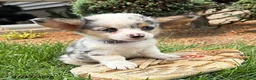 Welsh Corgi Pembroke dogs for sale: Gigi - Ad 3