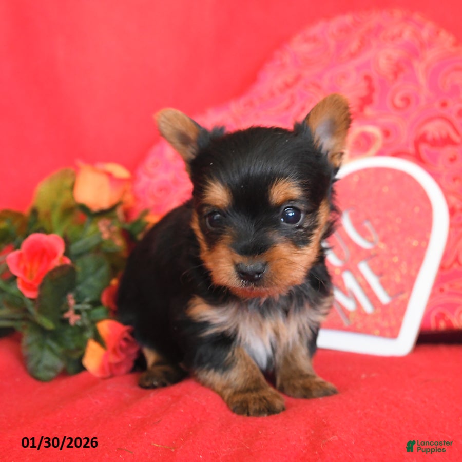 Yorkshire Terrier dogs Whisper - Ad 14