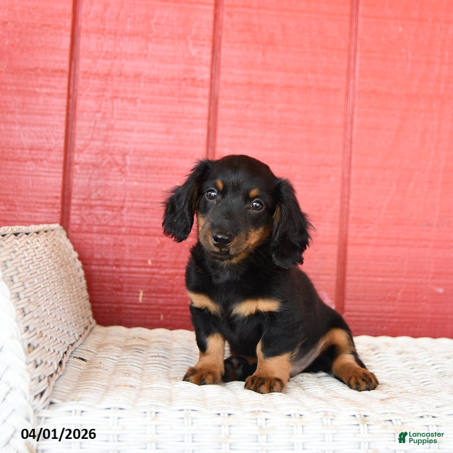 Dachshund dogs Timmy  - Ad 2