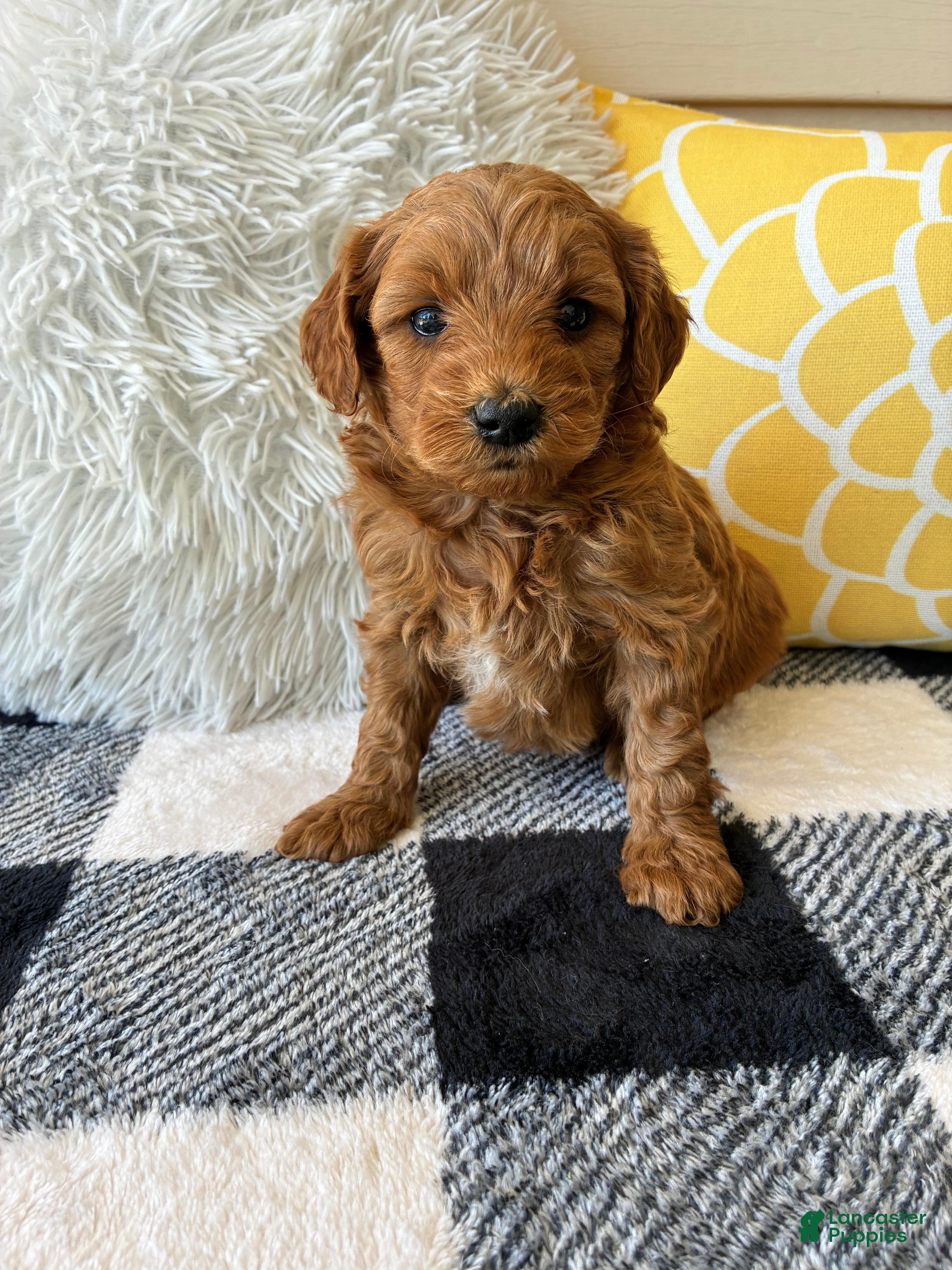 Mini Goldendoodle dogs Mini Goldendoodle “Nala” - Ad 1