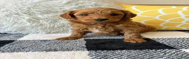 Mini Goldendoodle “Nala”