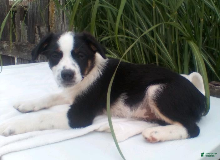 Miniature Australian Shepherd dogs Leo - Ad 1