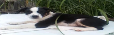 Leo