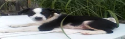Miniature Australian Shepherd dogs for sale: Leo - Ad 1