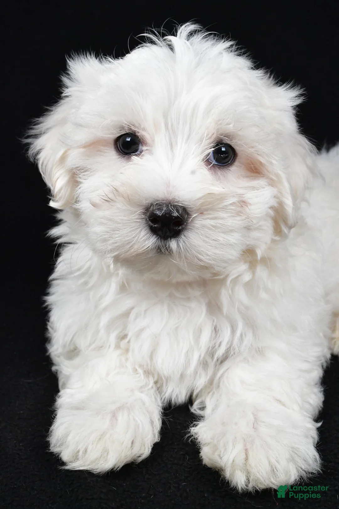 Maltese dogs for sale: Cody - Ad 4