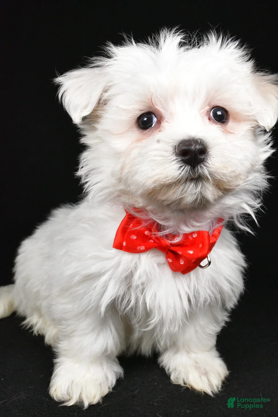 Maltese dogs for sale: Mason - Ad 7