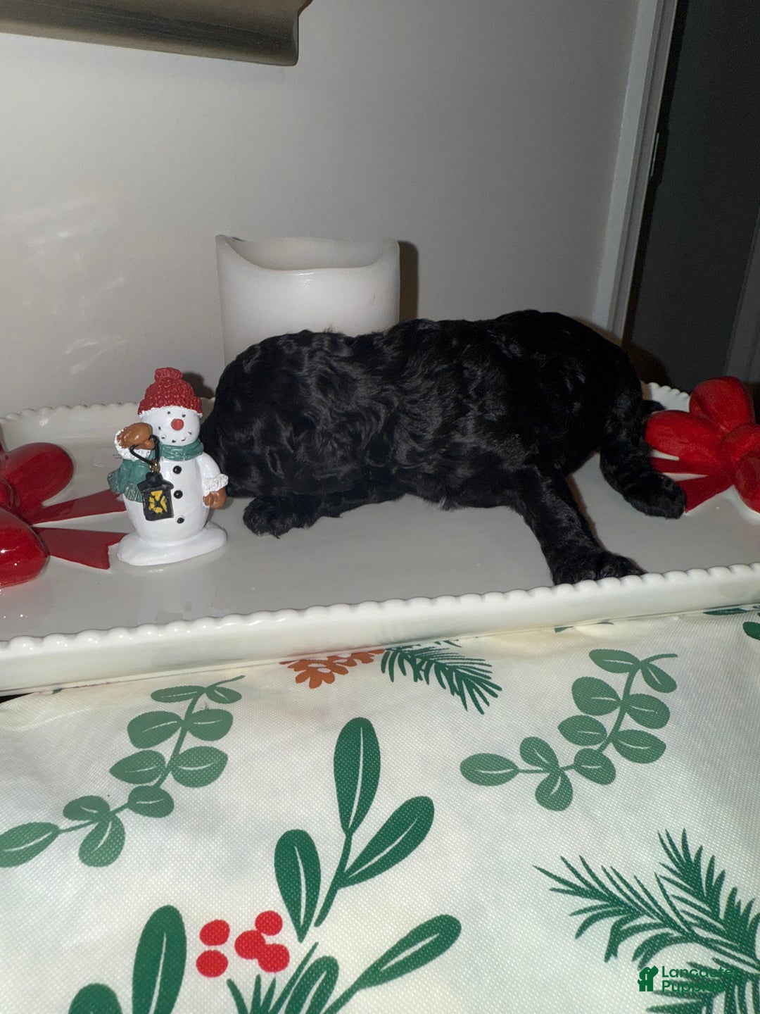 Toy Poodle dogs for sale: Dash - Ad 3