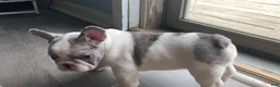 French Bulldog dogs for sale: Butler - Ad 5